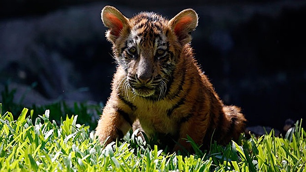 Раненого трехмесячного тигренка спасают в Челябинске