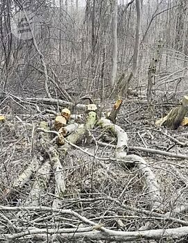 В Ижевске выявлена незаконная вырубка леса у горнолыжного комплекса «Чекерил»