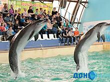 Дети с ОВЗ из Донбасса побывали в ростовском дельфинарии