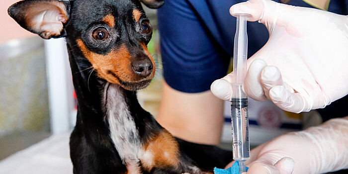 Российская вакцина от коронавируса для животных показала эффективность. ЭКСКЛЮЗИВ