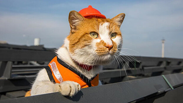 Символ Крымского моста кот Мостик станет журналистом
