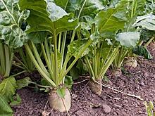 Три нижегородских сельхозпроизводителя стали победителями конкурса «Лучшее свеклосеющее хозяйство России 2022 года»