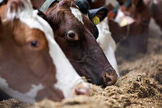 Как фермеры США посеяли панику на рынке кормов