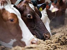 Как фермеры США посеяли панику на рынке кормов