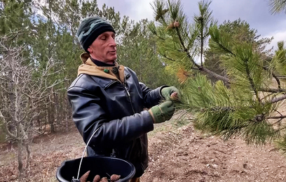 В Крыму стартовала заготовка семян хвойных лесных растений