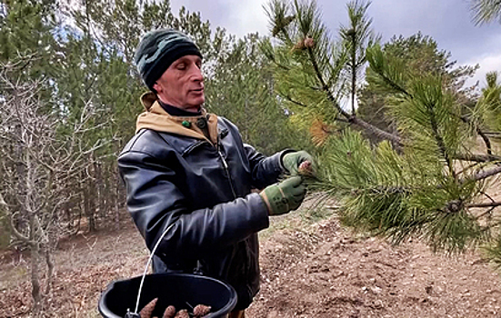 В Крыму стартовала заготовка семян хвойных лесных растений