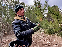 В Крыму стартовала заготовка семян хвойных лесных растений