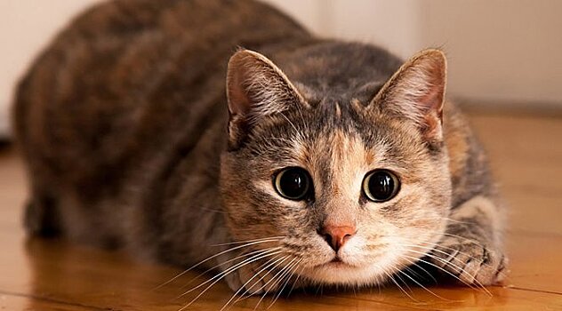 Ученые рассказали, как у людей появляется аллергия на кошек