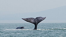 Краснокнижный кит застрял в устье реки в Хабаровском крае