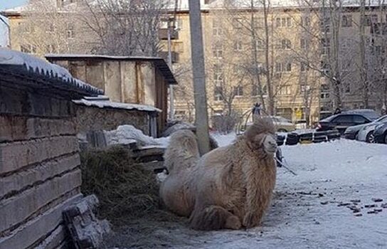 В Тюмени верблюда держат на улице на цепи в 30-градусный мороз