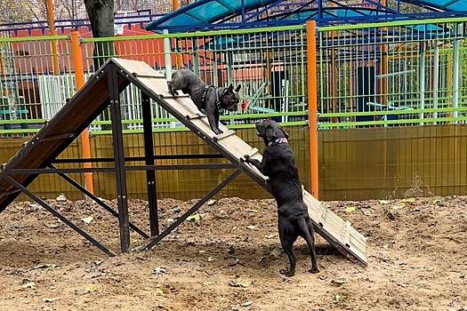 Новый ГОСТ для собачьих площадок  владельцы животных оценили неоднозначно