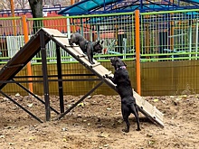 Новый ГОСТ для собачьих площадок  владельцы животных оценили неоднозначно