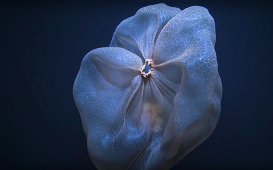 Редчайшая глубоководная медуза попала на видео