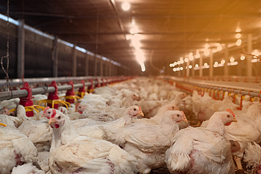 В мясной индустрии ответили на заявления о подорожании курятины
