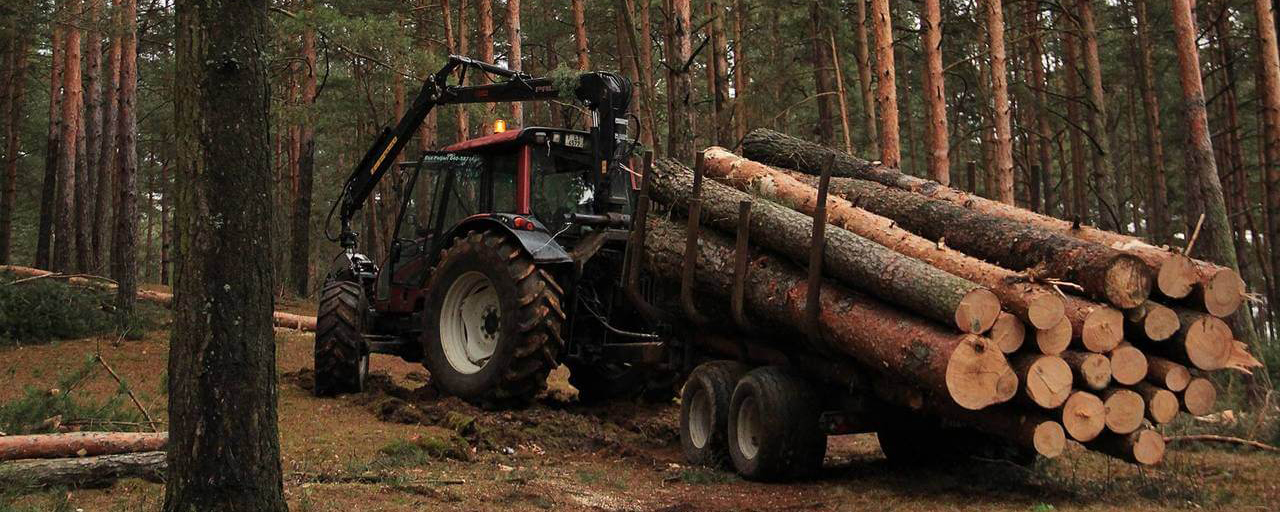 Российские заключенные в 2022 году сократили вырубку леса на 31%
