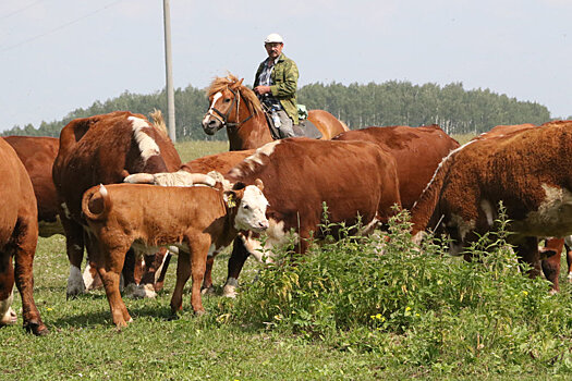 Власти Зауралья решили развивать мясное скотоводство
