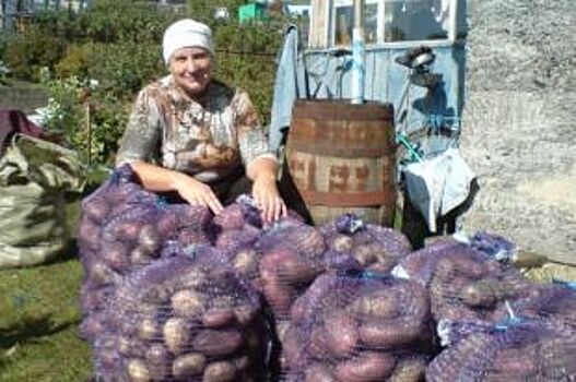 «Не картошка, а мыло»! Почему торговые сети предпочитают египетские урожаи