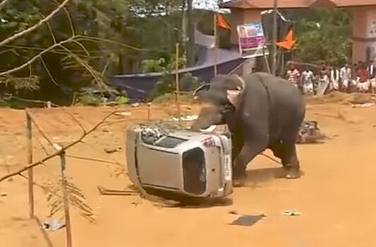 Слон устроил погром на фестивале в Индии