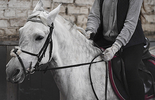 Незрячая американка проедет на лошади через штат Колумбия