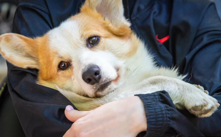 Челябинская школьница получила в подарок собаку от Путина