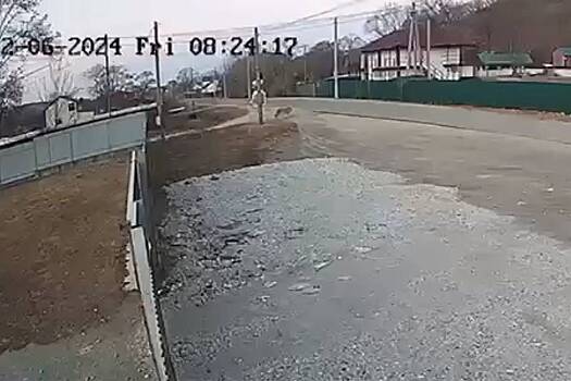 В российском селе заметили гуляющего тигра