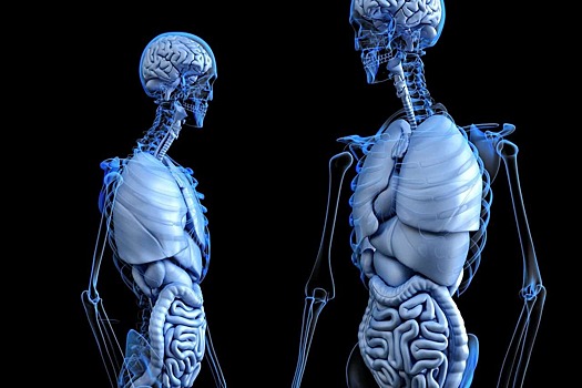 11 интересных фактов о человеческом теле