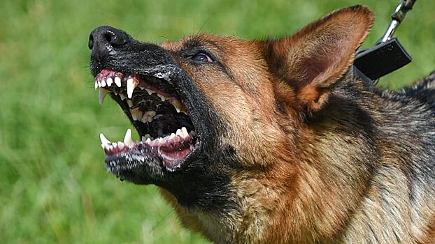 Нюх на опасность: на что способны российские военные собаки
