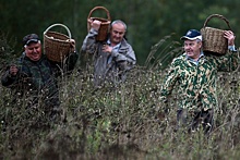 Юрист Виноградов: За умышленное уничтожение краснокнижных грибов грозит тюрьма