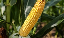 Эксперты рассказали о пользе кукурузы