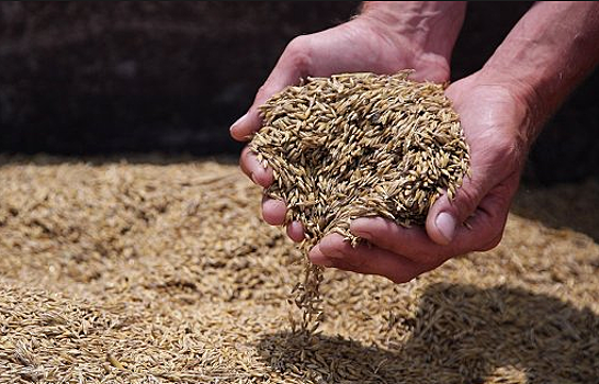 Ткачев допустил переход лидерства по экспорту зерна к США