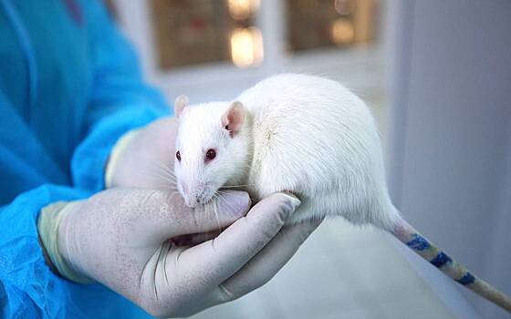 Редактирование ДНК с помощью CRISPR усилило агрессию у хомяков
