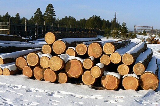 Генпрокуратура: в 2018 году в России незаконно вырубили более 1 млн кубометров леса
