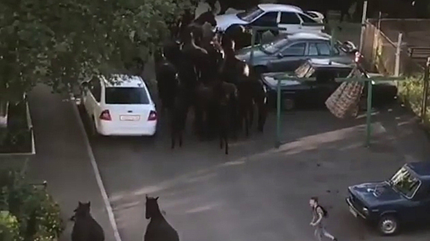 Загадочный табун лошадей проскакал по Кисловодску: видео