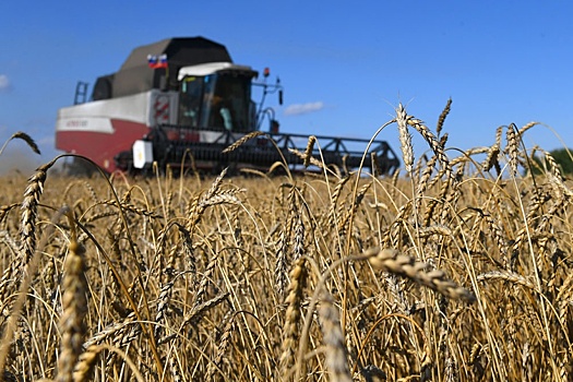 Кабмин разрешил дополнительный экспорт зерновых в 2024 году