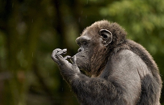 Гражданская война довела до вымирания крупнейших обезьян на планете