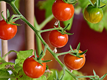 Огородный хит: почему «монгольский карлик» так полюбился дачникам