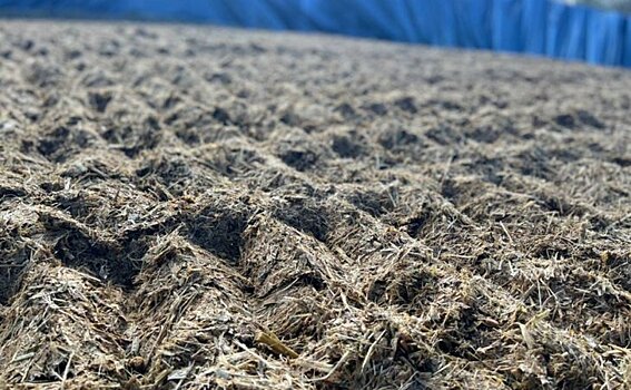 В Хабаровском крае хозяйства в полной мере обеспечат сельхозживотных сочными кормами