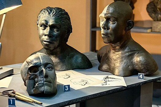 В Дарвиновском музее открылась выставка «Ре-конструкция»