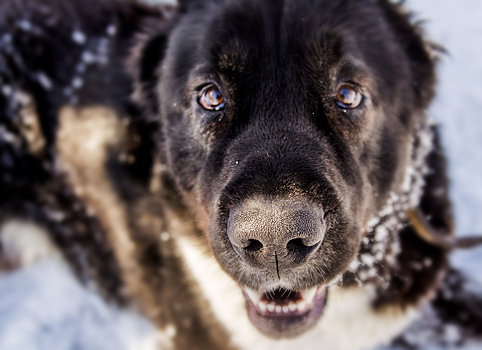 Домашняя собака напала на хозяев: в Ярославской области у пса нашли бешенство