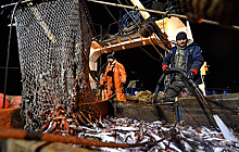Рыбопромышленники на Дальнем Востоке намерены в 2020 году увеличить добычу минтая