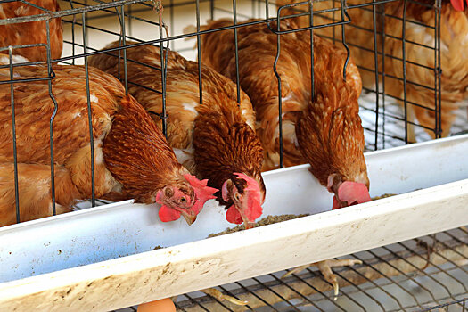 Россия сможет увеличить экспортные поставки мяса птицы