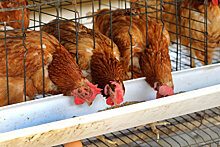 Россия сможет увеличить экспортные поставки мяса птицы