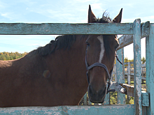 Конюшню для иппотерапии не дали открыть на сельхозземлях в Серпуховском районе