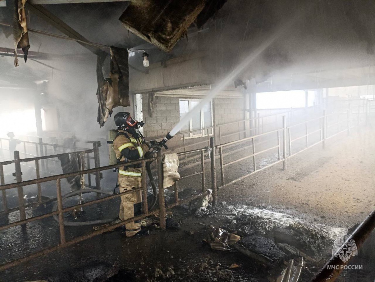 100 коров спасли на пожаре в Нижегородской области