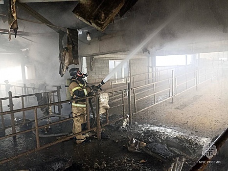 120 коров спасли на пожаре в Нижегородской области