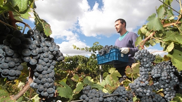 Крым просит снизить ставки акциза на вино