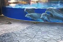 Дельфинов во флоридском океанариуме заинтересовали белки