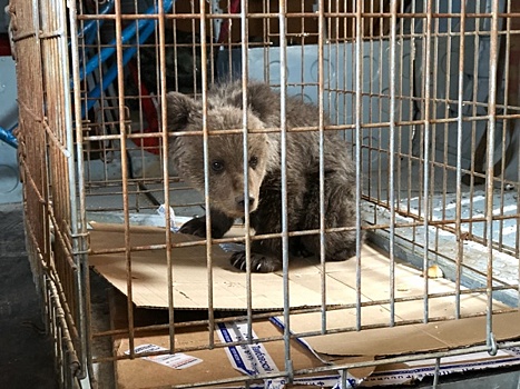 Найденного оленеводами в НАО медвежонка отправят в центр реабилитации в Тверской области