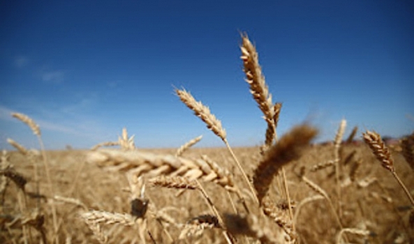 В Волгоградской области выявили нарушение при декларировании пшеницы и ячменя