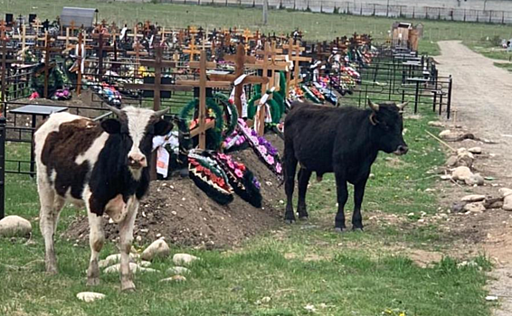 Коровы вытаптывают кладбище и гадят на могилы усопших в Черкесске